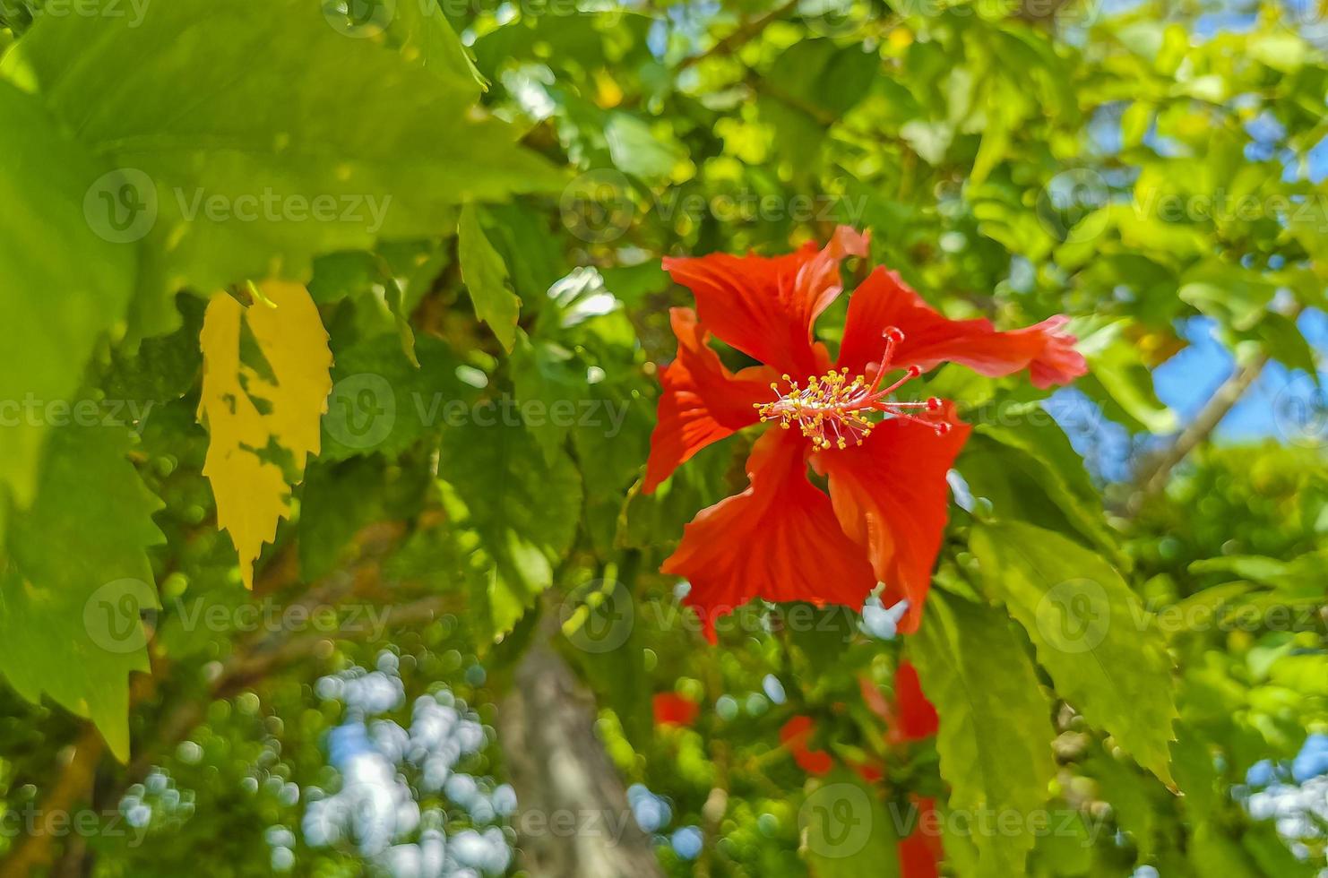 Red beautiful hibiscus flower shrub tree plant in Mexico. photo