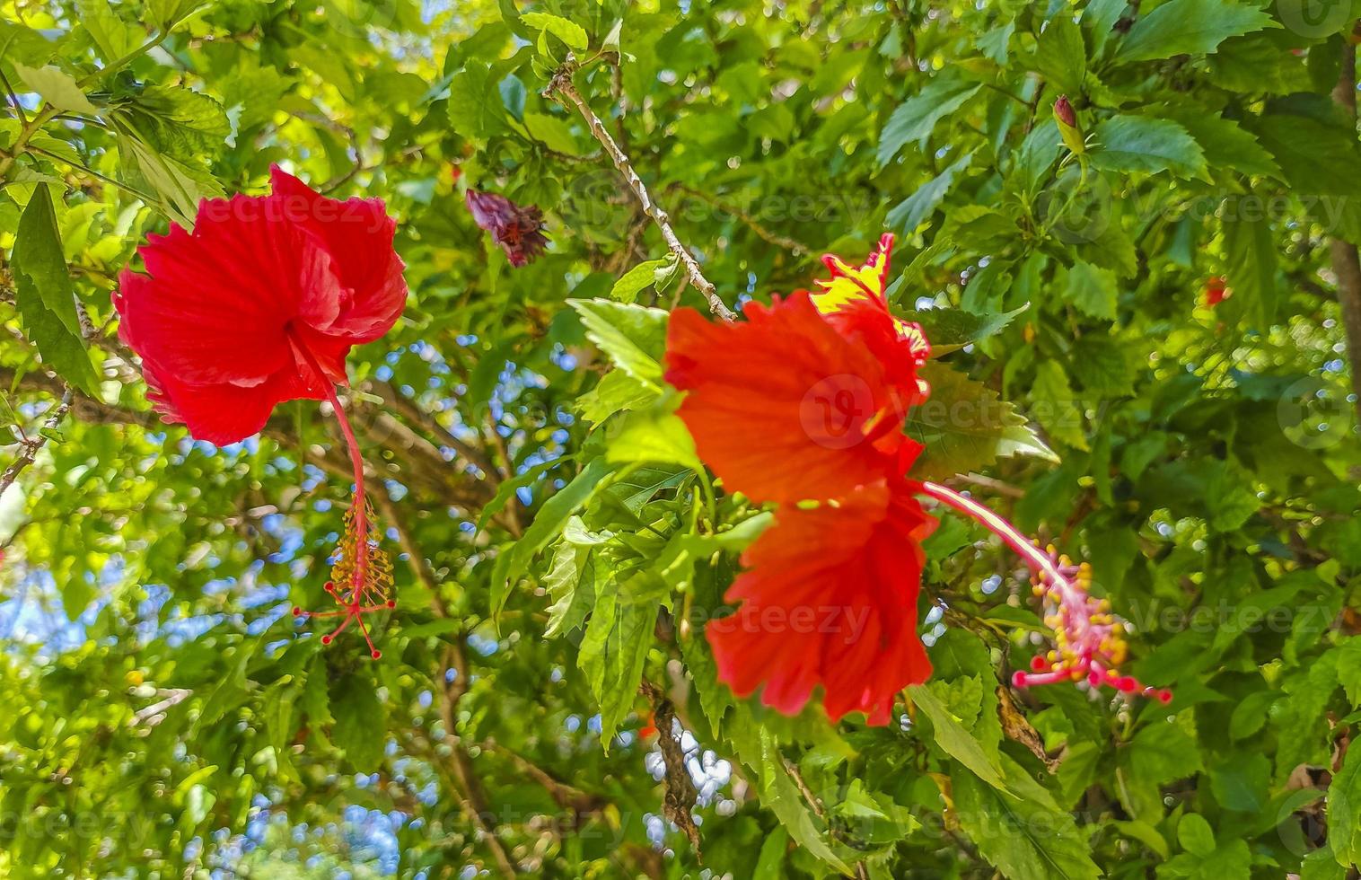 Red beautiful hibiscus flower shrub tree plant in Mexico. photo