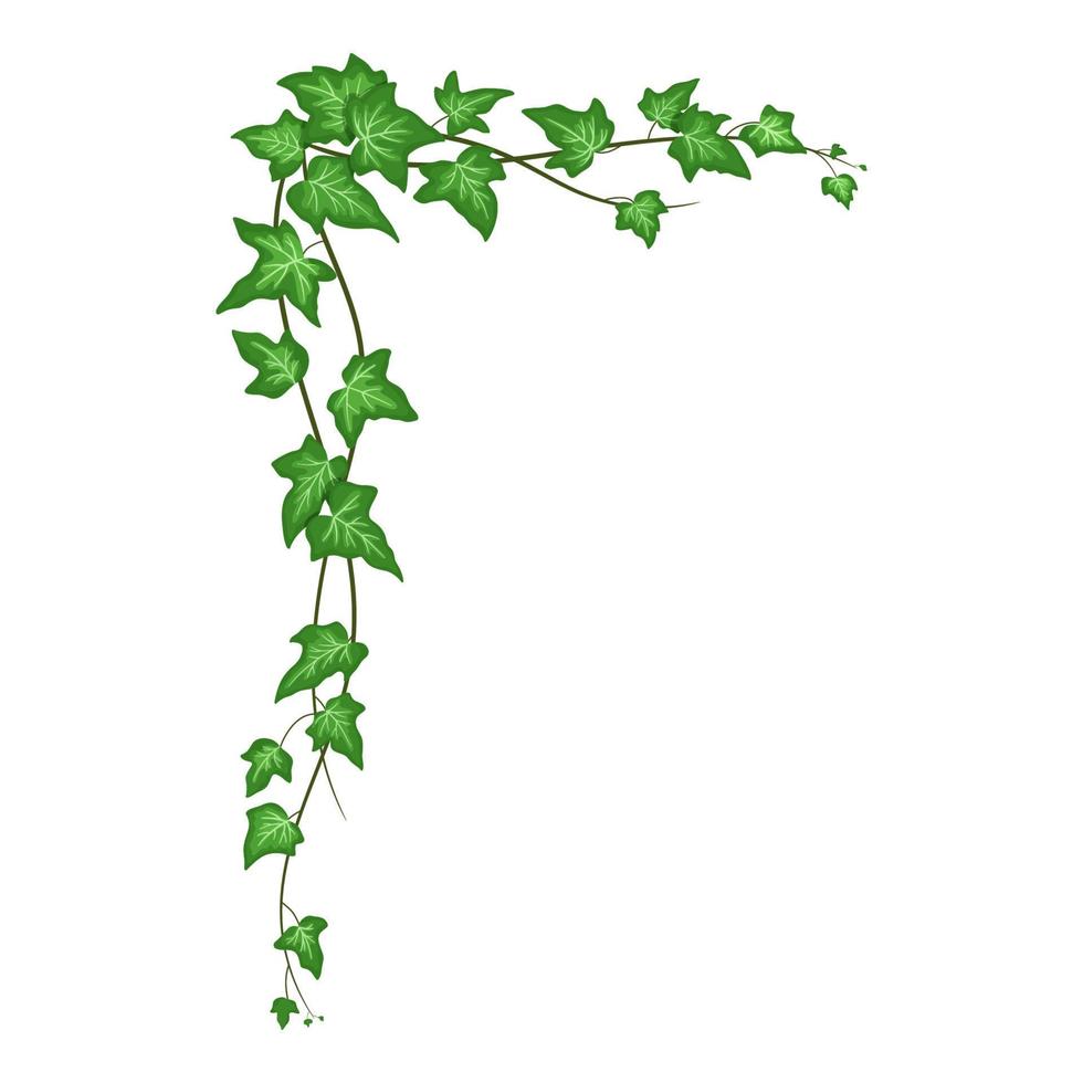 lazo Estándar frutas esquina de hiedra aislada en fondo blanco, enredadera con hojas verdes.  enredadera de dibujos animados de vector 11274468 Vector en Vecteezy