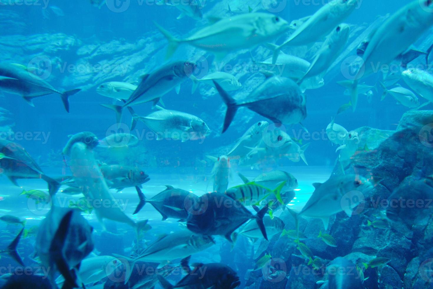 acuario con peces y arrecifes foto