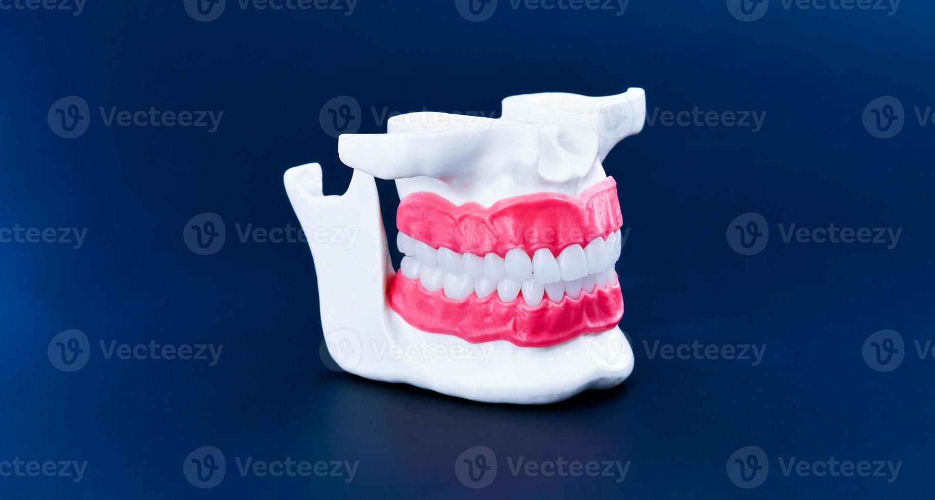 modelo de anatomía de mandíbula humana con dientes y encías foto