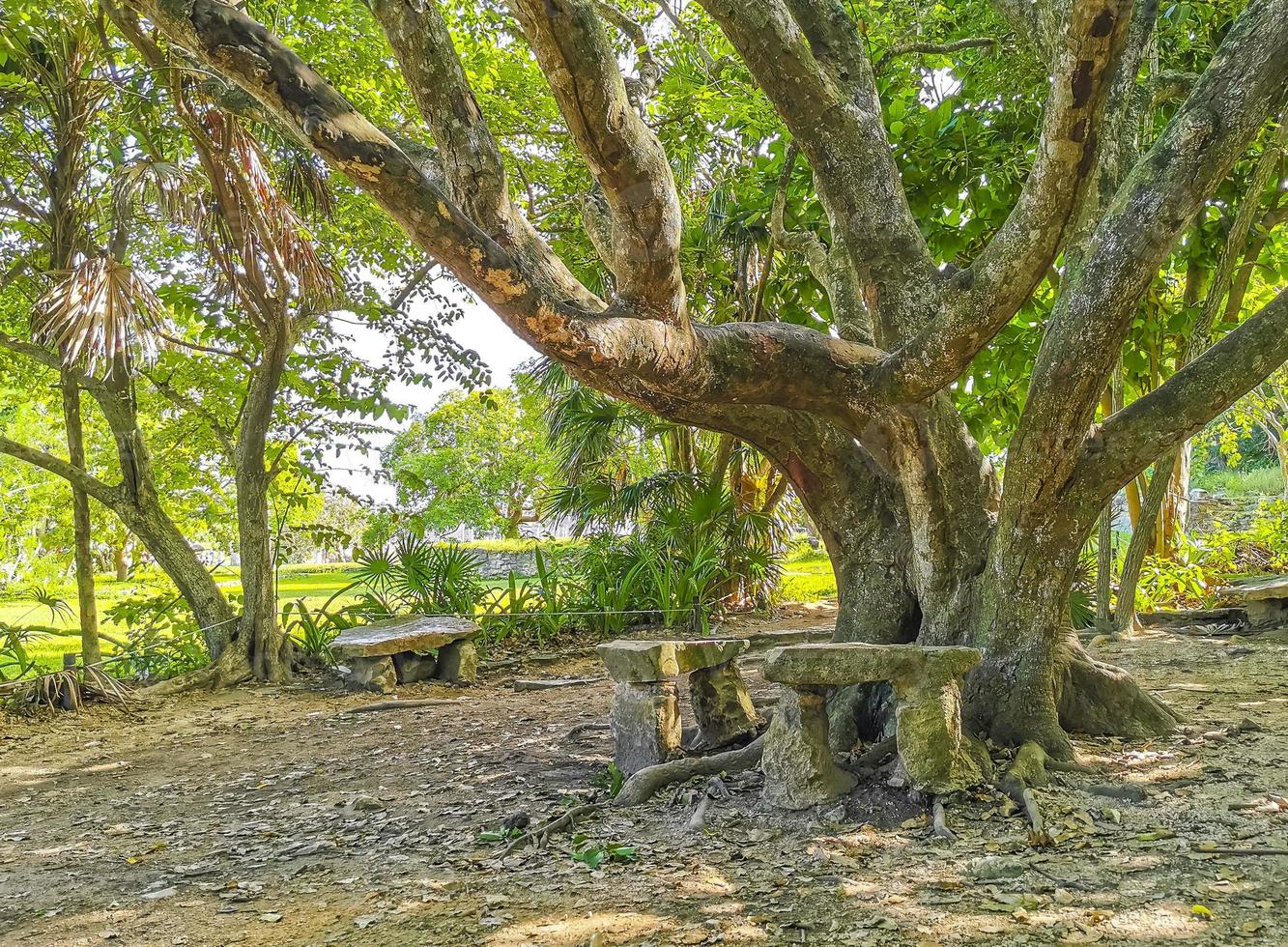 Tropical natural jungle forest palm trees Tulum Mayan ruins Mexico. photo