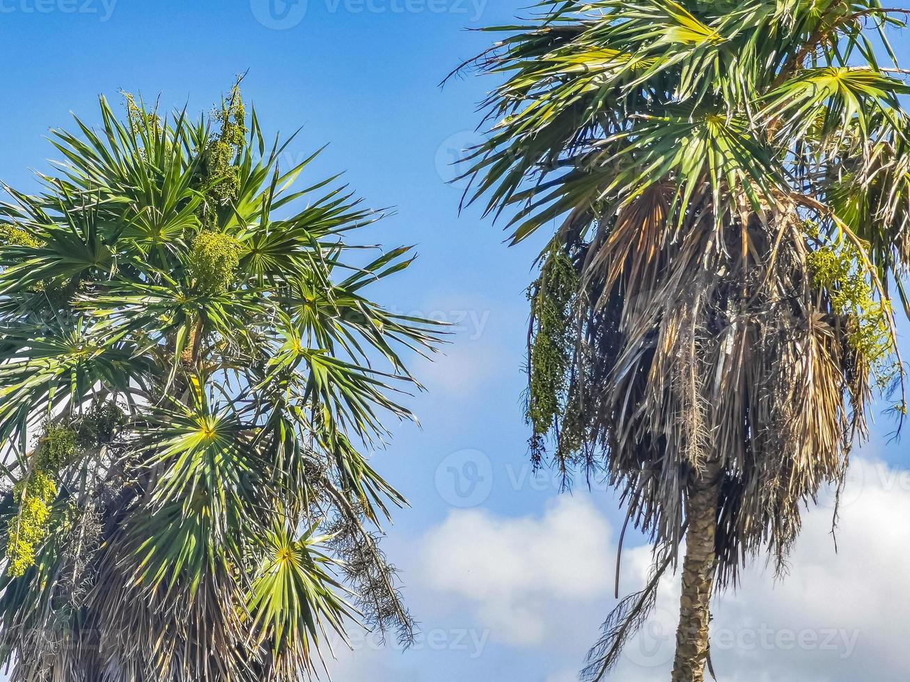 Tropical palm trees coconuts blue sky in Tulum Mexico. photo
