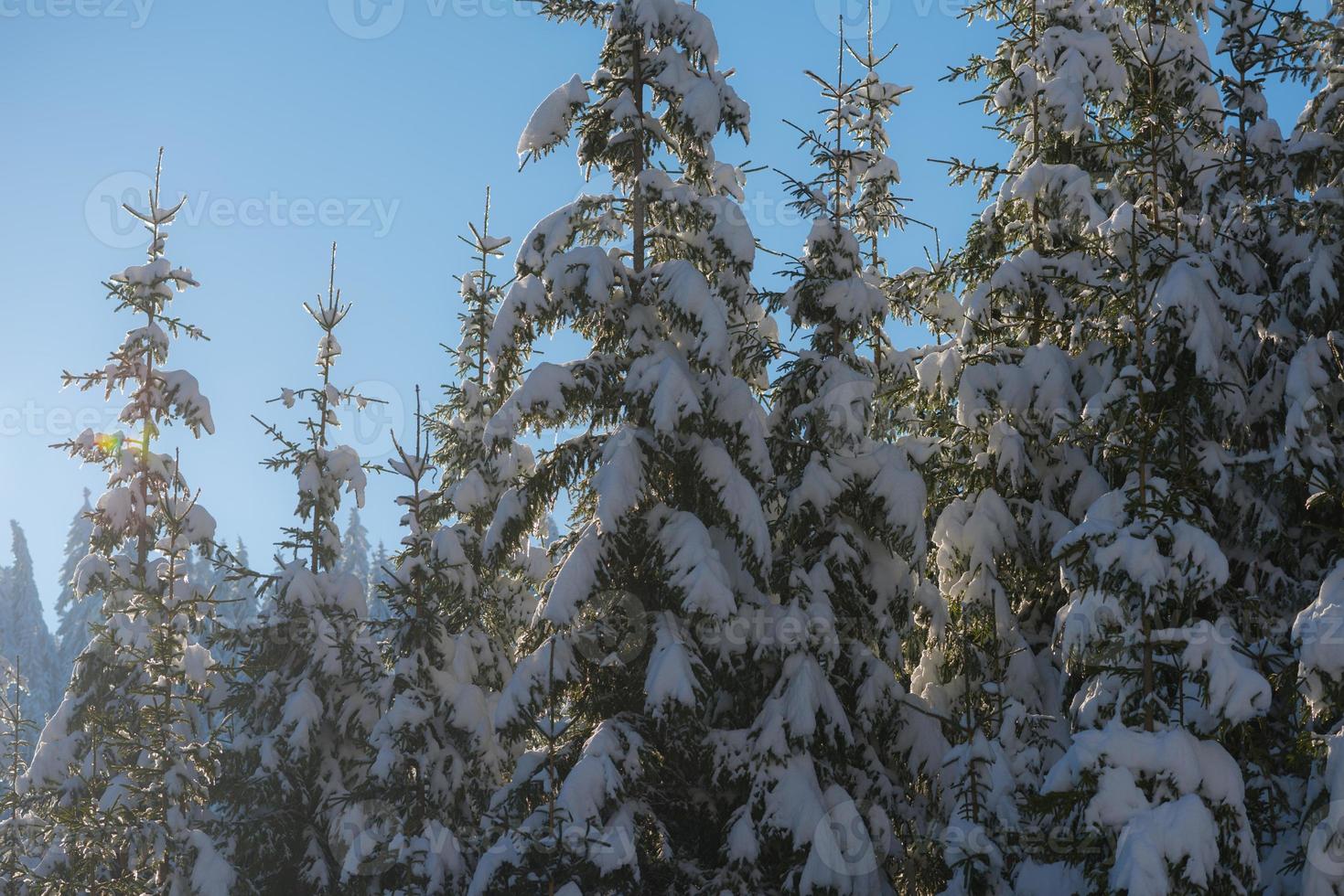 pine tree forest background covered with fresh snow photo