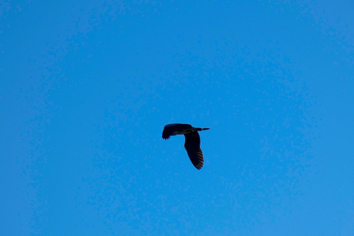 big bird flying under the blue sky photo