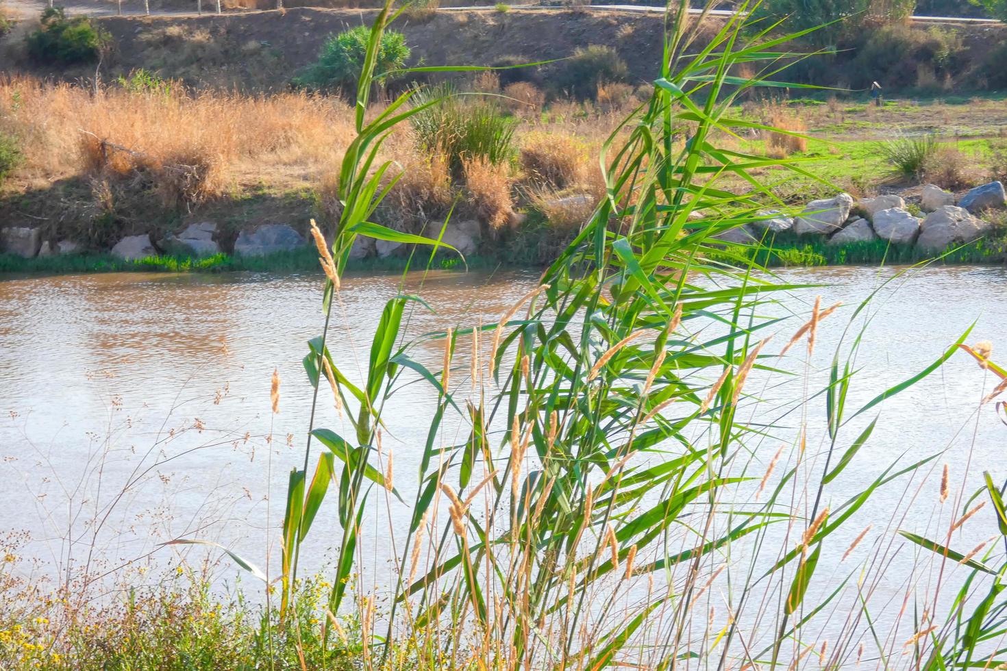 vegetation on the river bank during the summer season photo