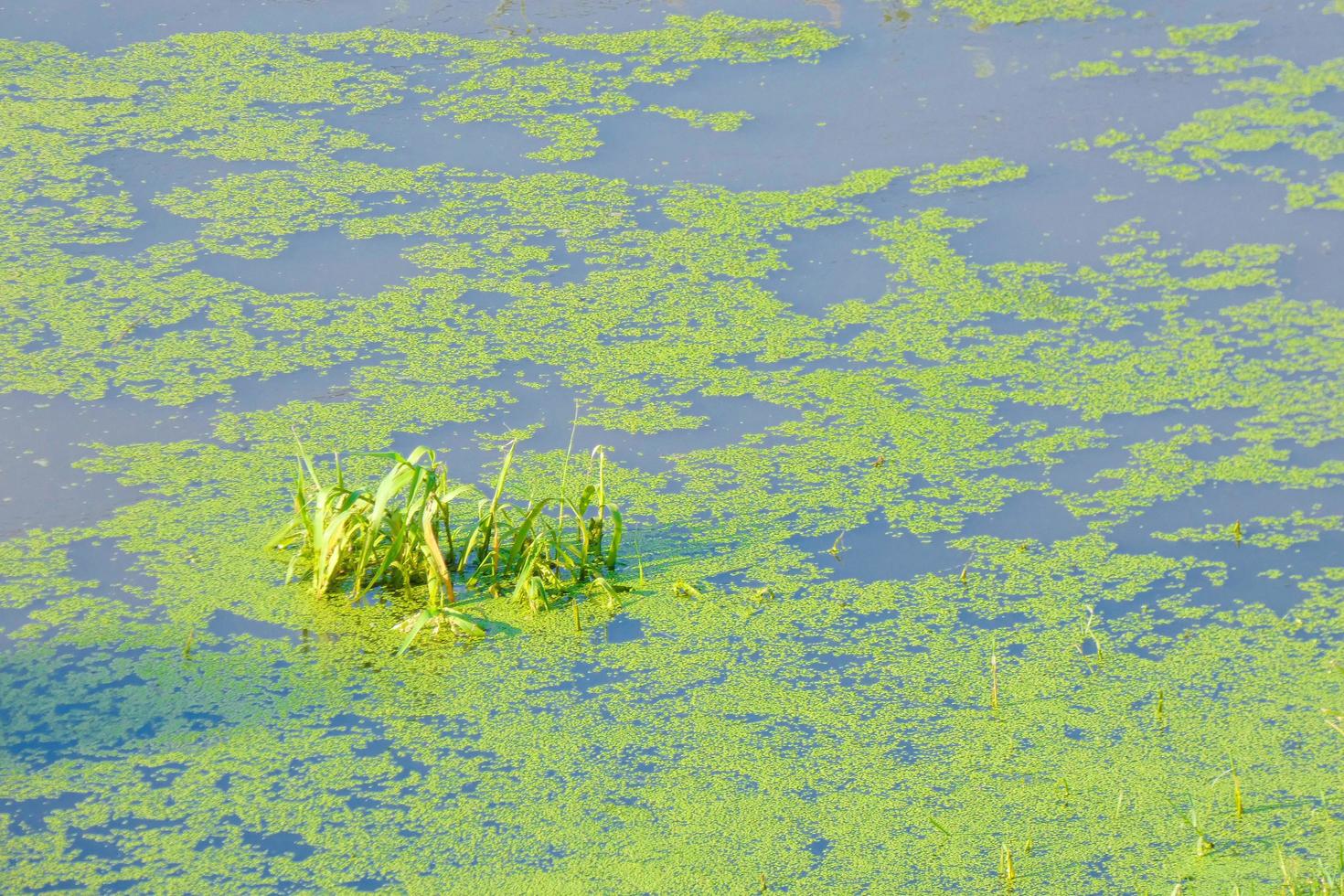 agua estancada, humedales en las proximidades de un río, vegetación foto