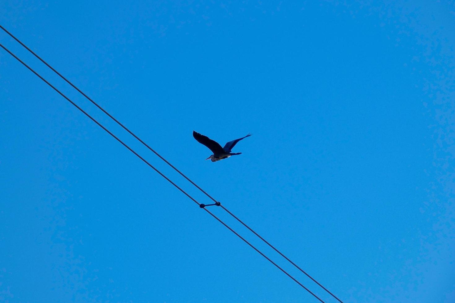 gran pájaro volando bajo el cielo azul foto