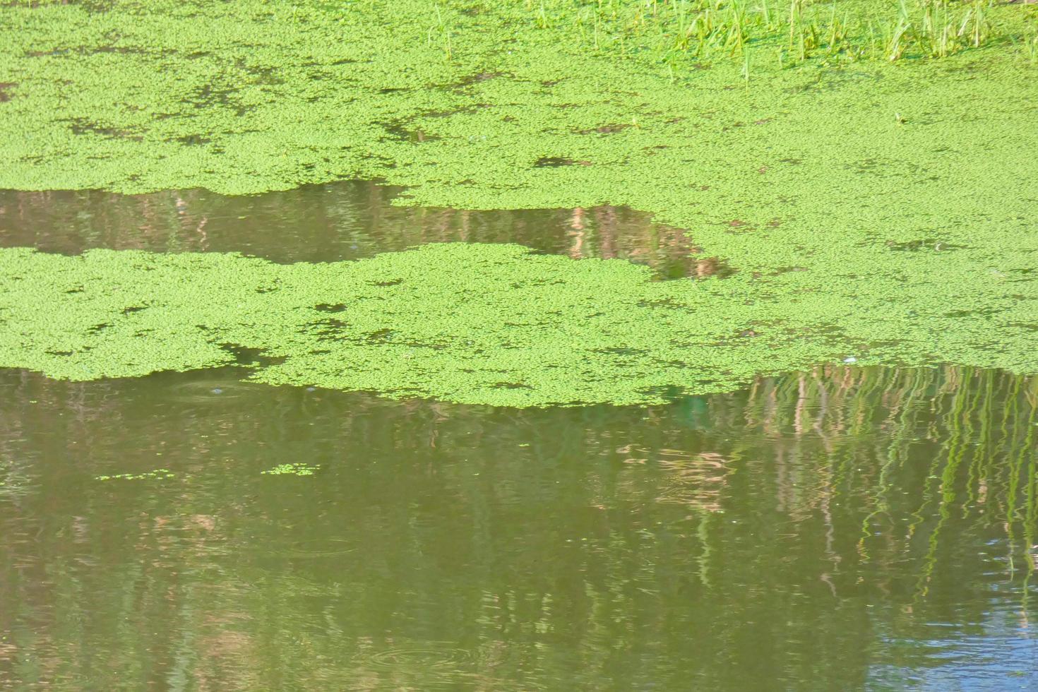 stagnant water, wetlands in close proximity to a river, vegetation photo