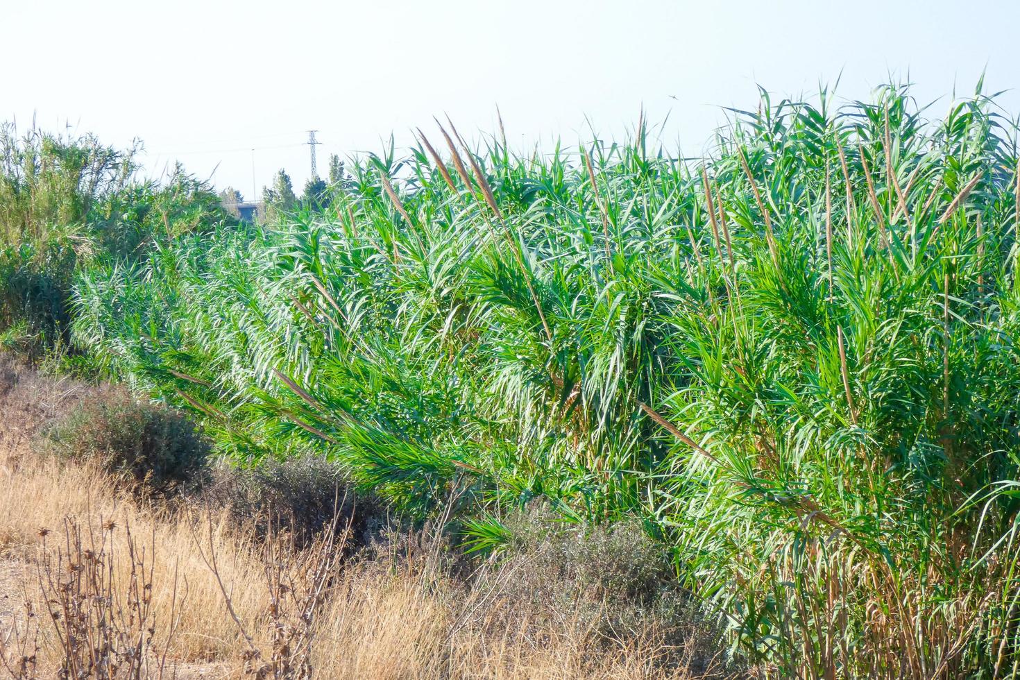 vegetation in the vicinity of a river, dry grasses photo