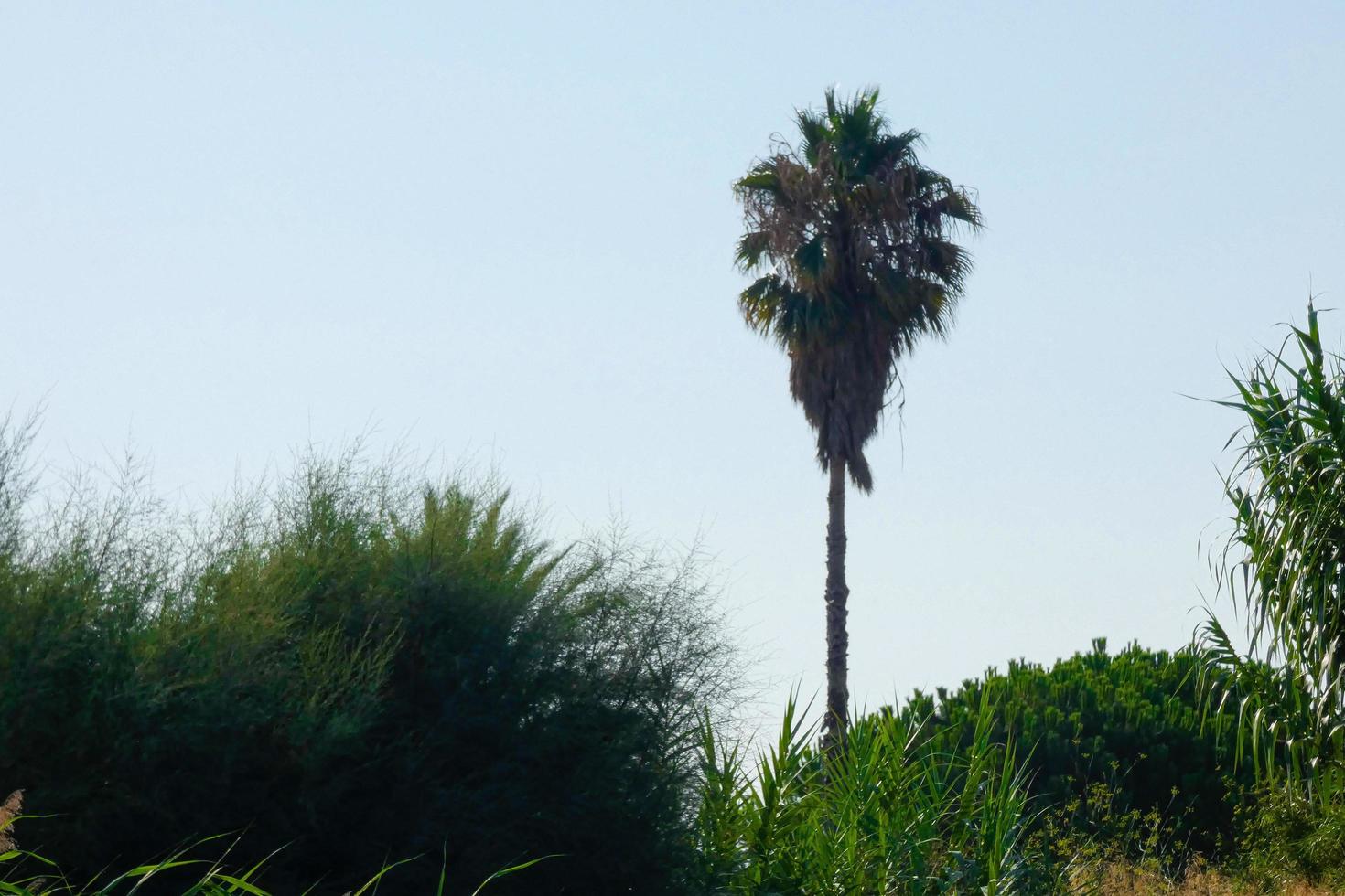 palmera solitaria en las inmediaciones de la ciudad de barcelona foto