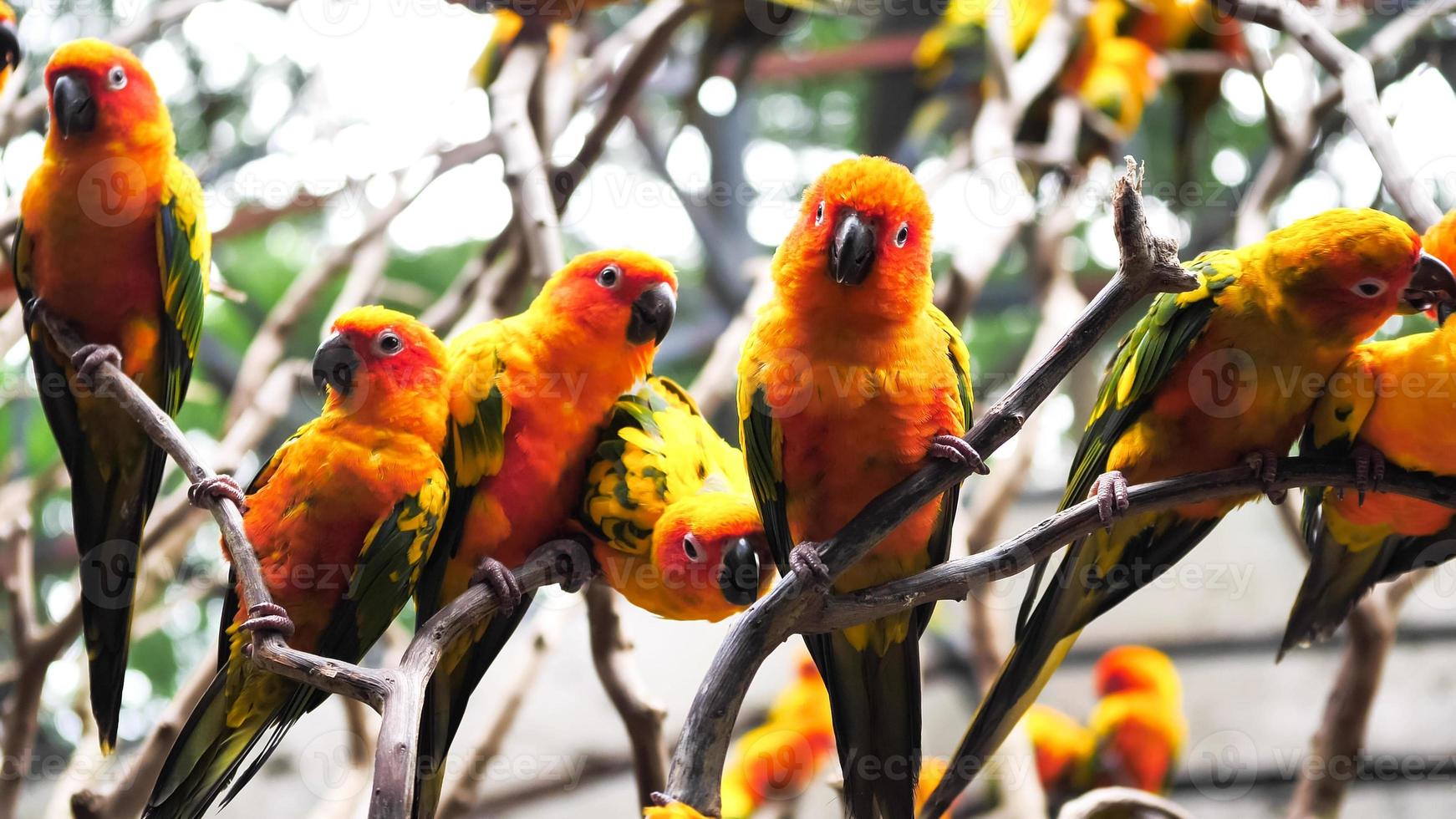 grupo de pájaros conure del sol sosteniendo ramas juntas en el zoológico. foto