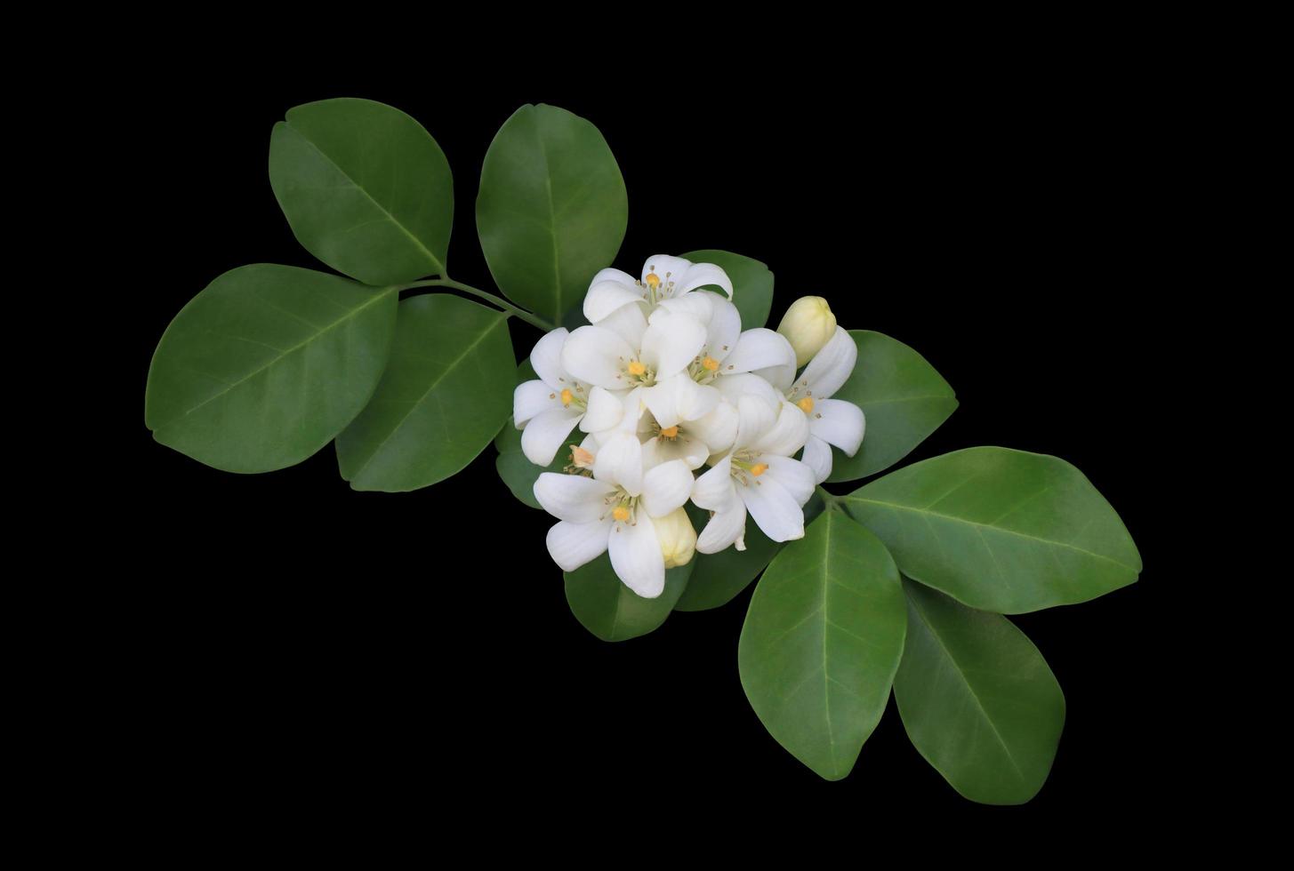 Orange Jasmine or Murraya paniculata flowers. Close up white exotic flowers bouquet on green leaf isolated on black background. Top view flower bunch. photo