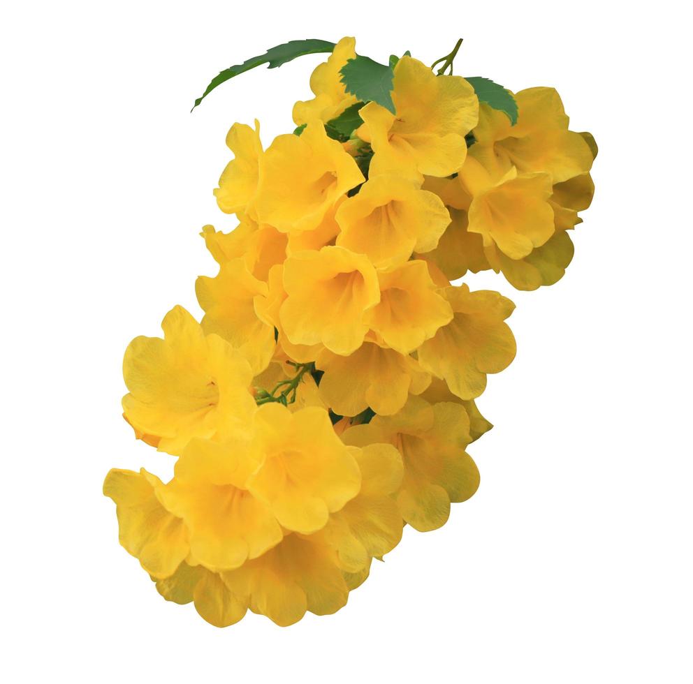 saúco amarillo o arbusto de trompeta o flor de trompeta o flor de trompeta amarilla o flores de arbusto de trompeta amarillas. primer plano ramo de flores amarillas aislado sobre fondo blanco. el lado de la flor exótica. foto