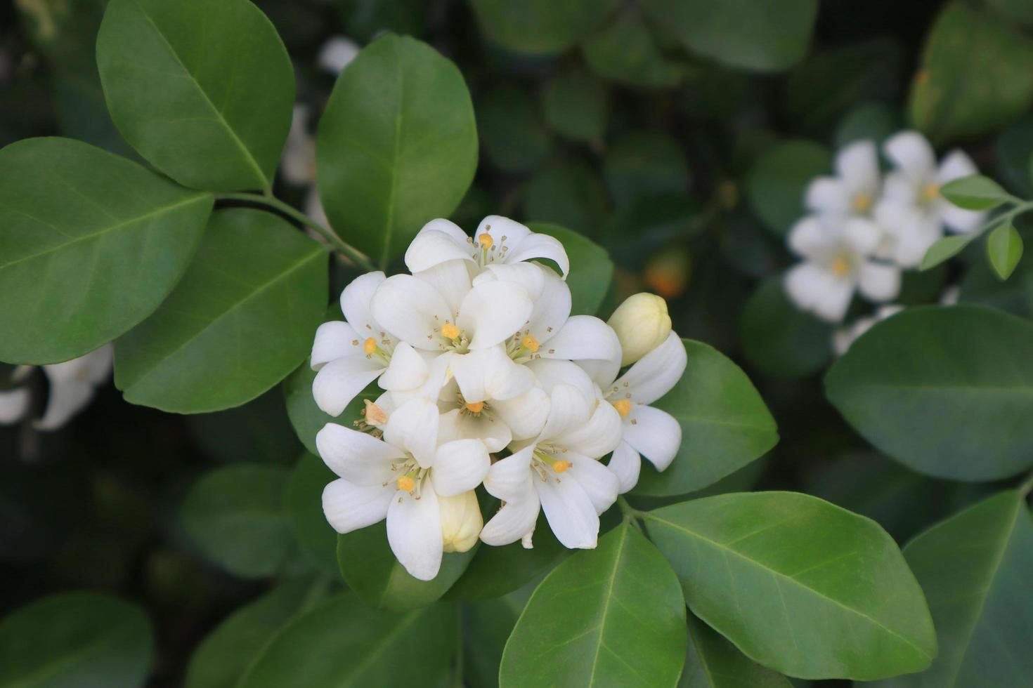 flores de jazmín naranja o murraya paniculata. cierra el ramo de flores blancas sobre hojas verdes flores de jazmín naranja o murraya paniculata. cierra el ramo de flores blancas sobre hojas verdes