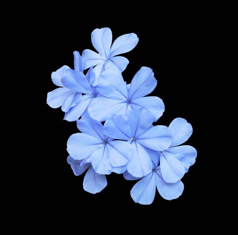 White Plumbago or Cape leadwort flowers. Close up blue-purple flowers bouquet isolated on white background. Top view small flower bush. photo