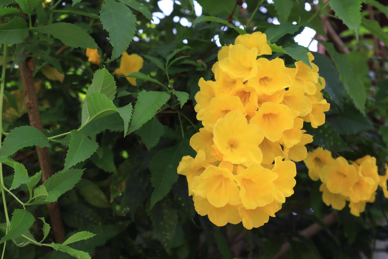 Yellow elder or Trumpetbush or Trumpetflower or Yellow trumpet-flower or Yellow trumpetbush flowers. Close up yellow flowers bouquet on green leaves background in garden. The side of exotic flower. photo