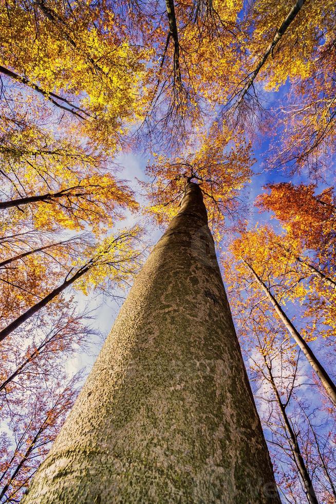 Autumn tree crown photo