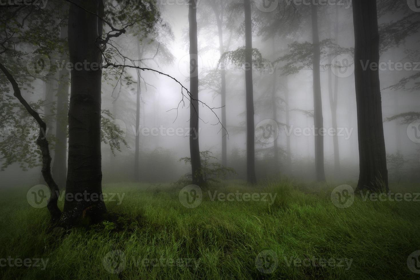 Summer beech forest photo