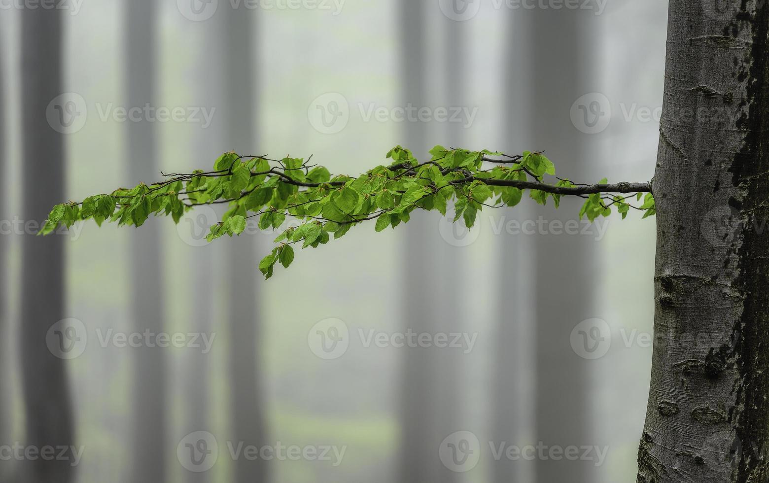 árbol de haya de primavera con hojas foto