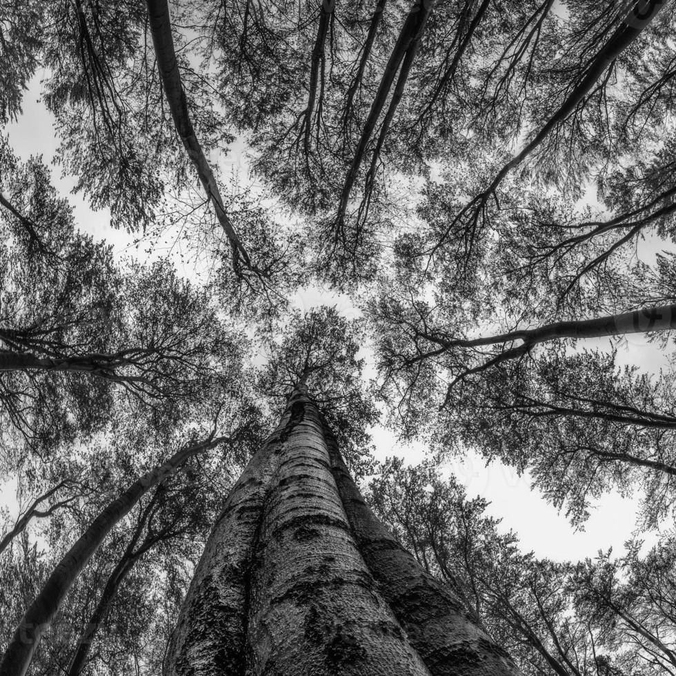 Autumntime trees crown photo
