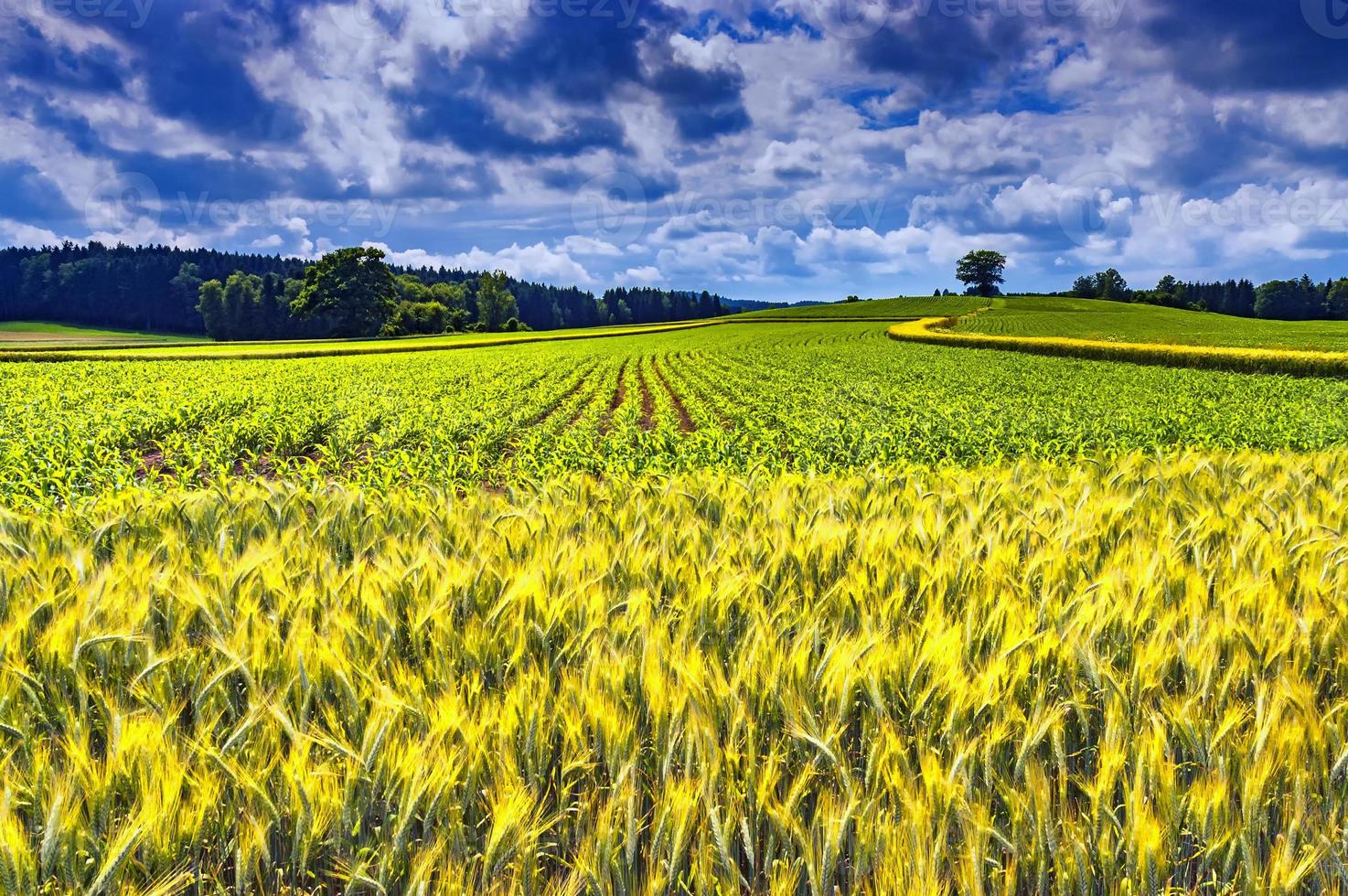 Summer landscape with field photo