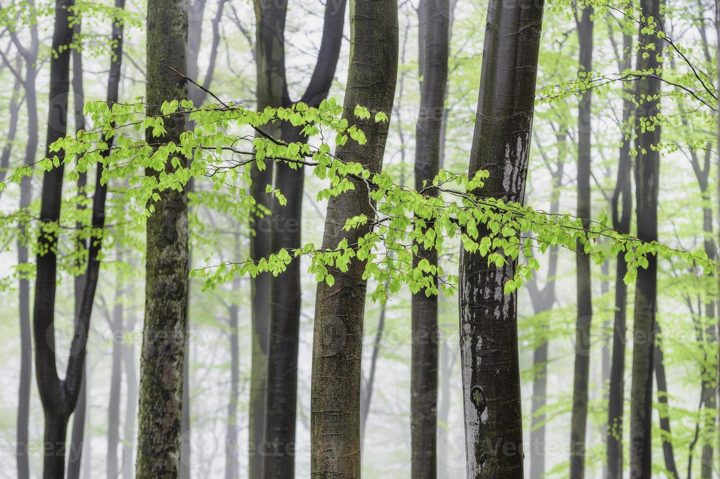 Spring leaves from beech forest photo