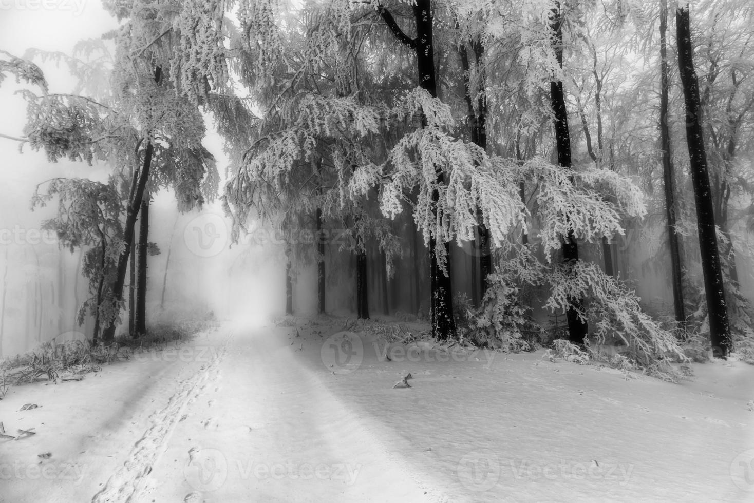 Winter forest road photo