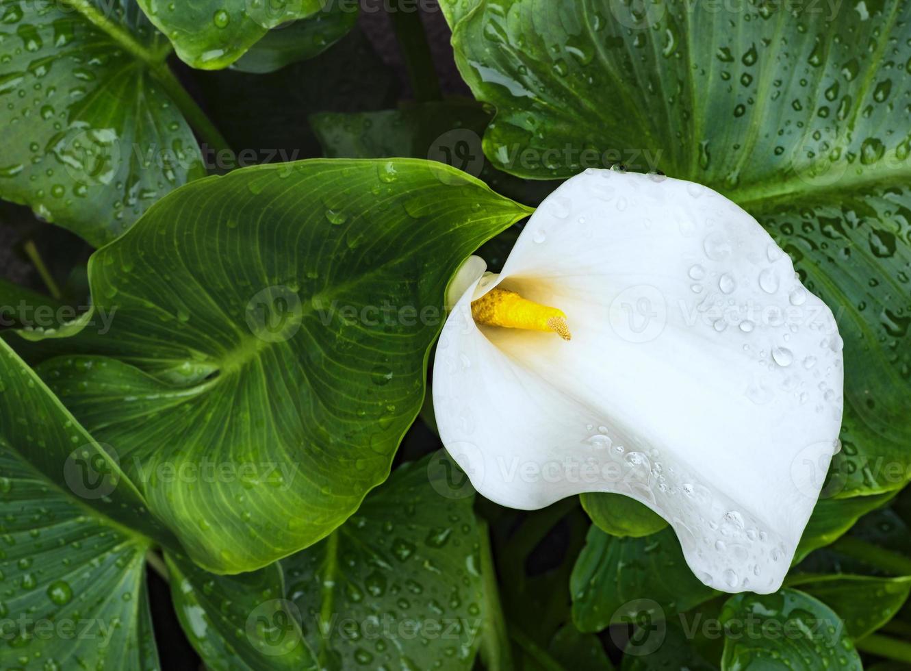 Zantedeschia aethiopica flower 11276347 Stock Photo at Vecteezy