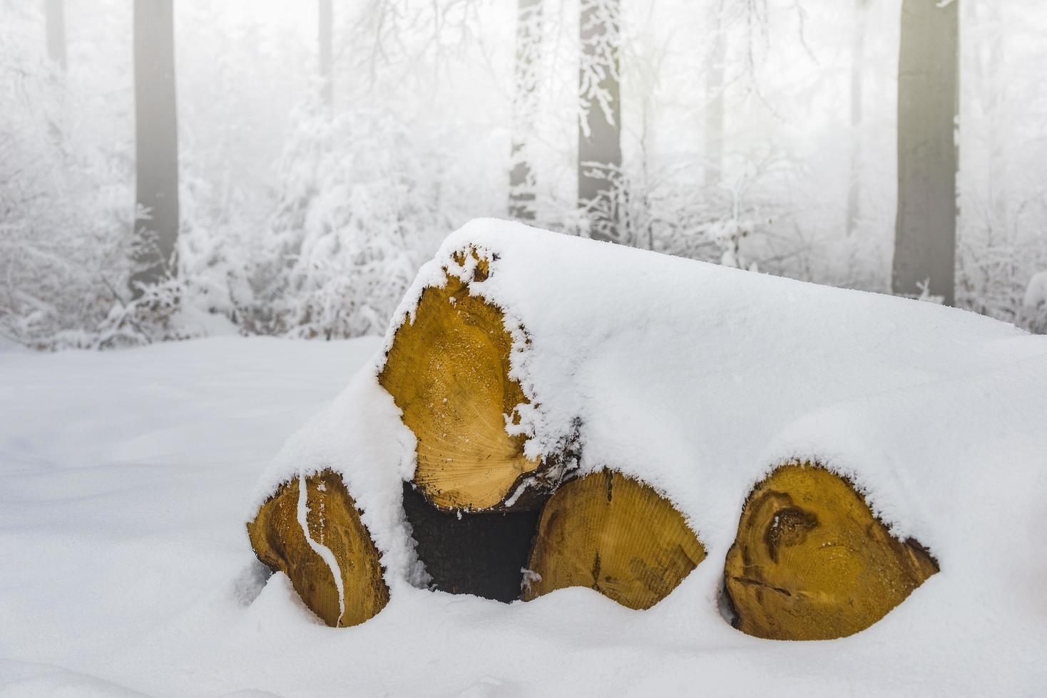 Tree trunks lying photo