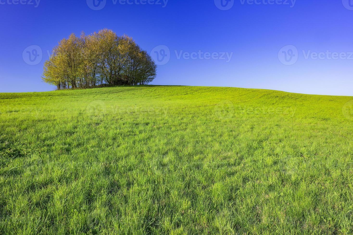 árbol solitario en la primavera foto