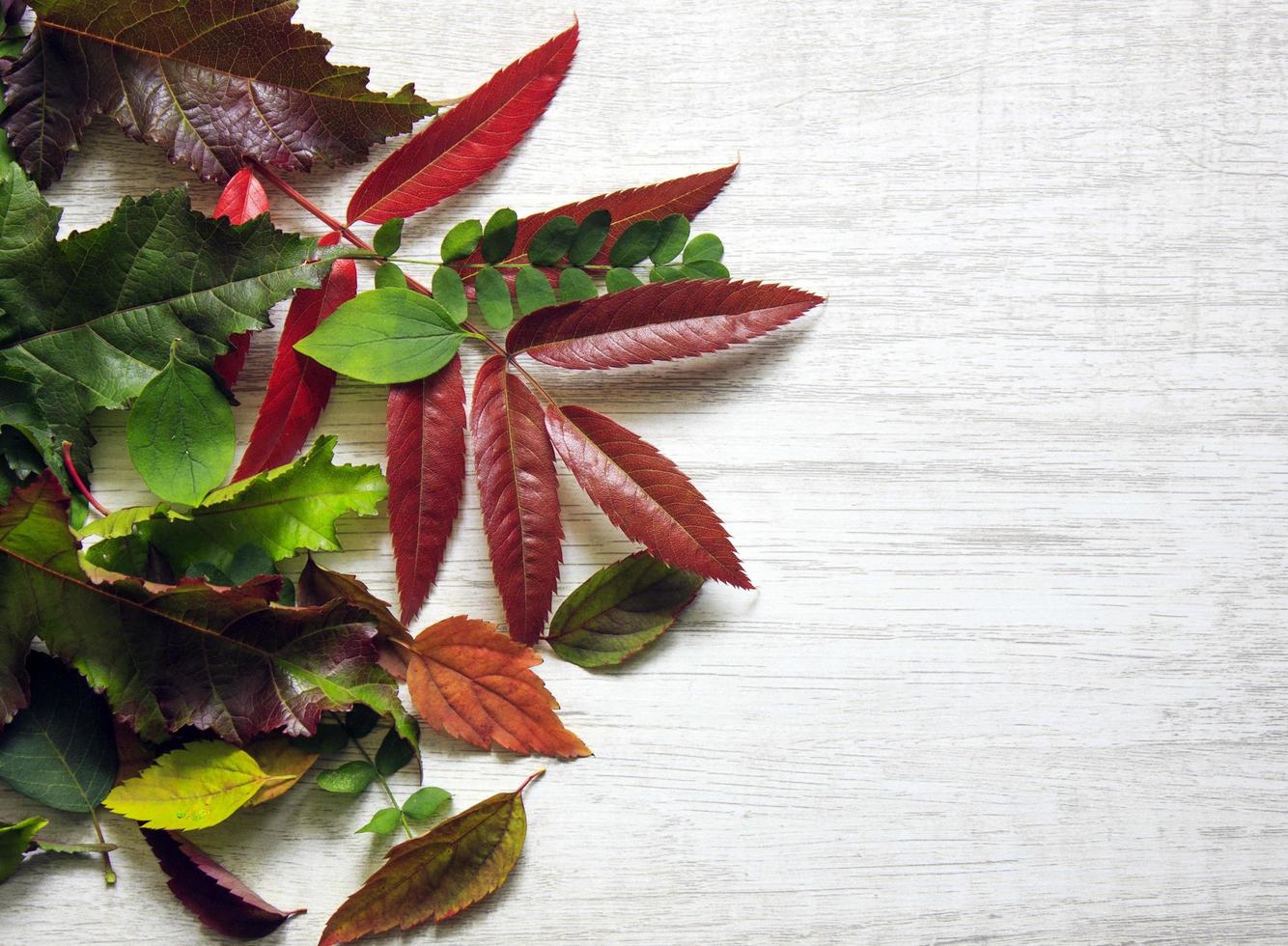 bright autumn leaves on a wooden background. place for text photo