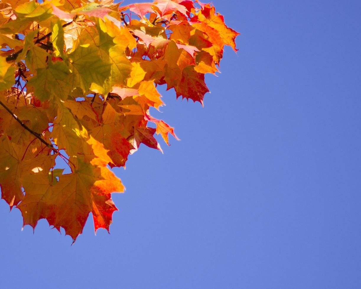 bright maple leaves against the blue sky. place for text photo