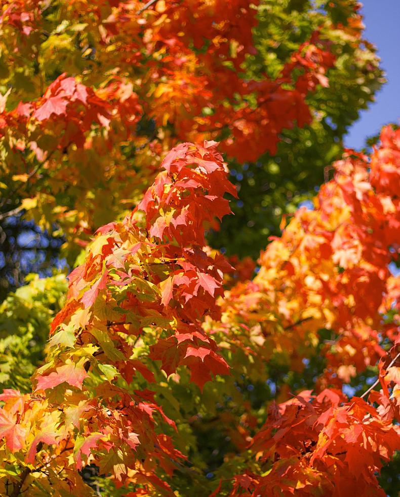 bright maple leaves against the blue sky photo