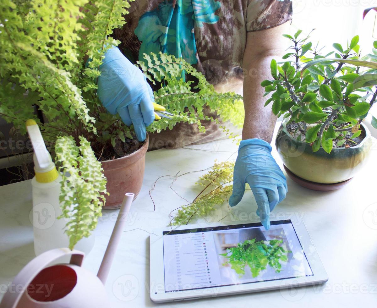 An elderly woman in blue rubber gloves is studying a lesson on the care of home flowers in a tablet, smartphone. plant care. technologies. distance education photo