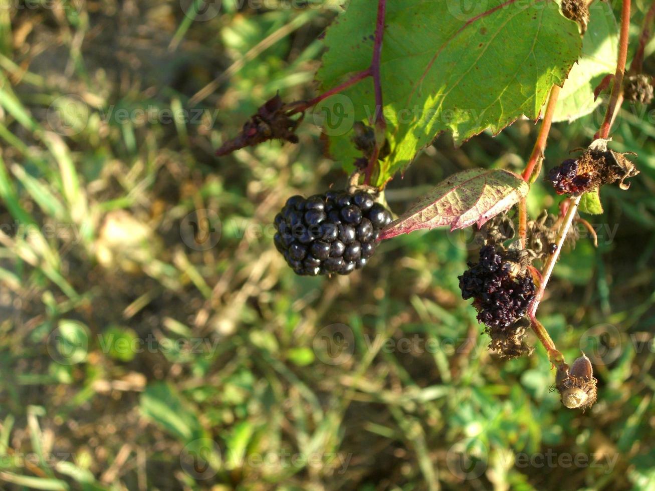 Growing summer harvest in the garden photo