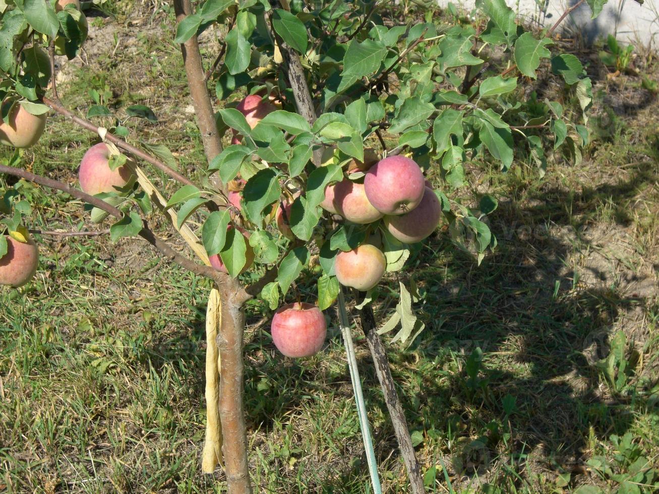 Growing summer harvest in the garden photo