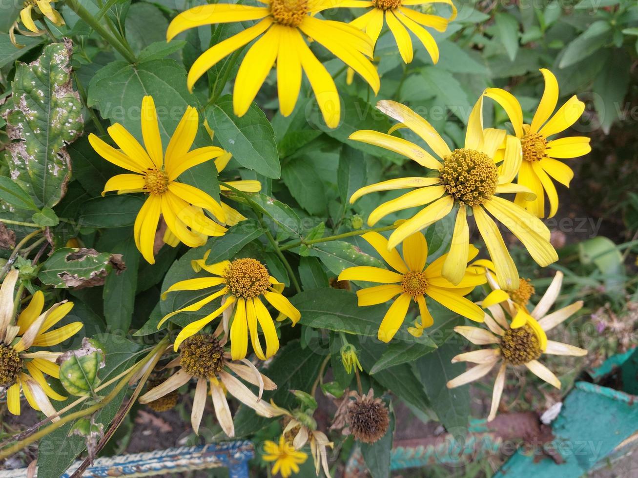 Flowers And Plants Grow In The Front Garden Near The House In The City flowers-and-plants-grow-in-the-front-garden-near-the-house-in-the-city