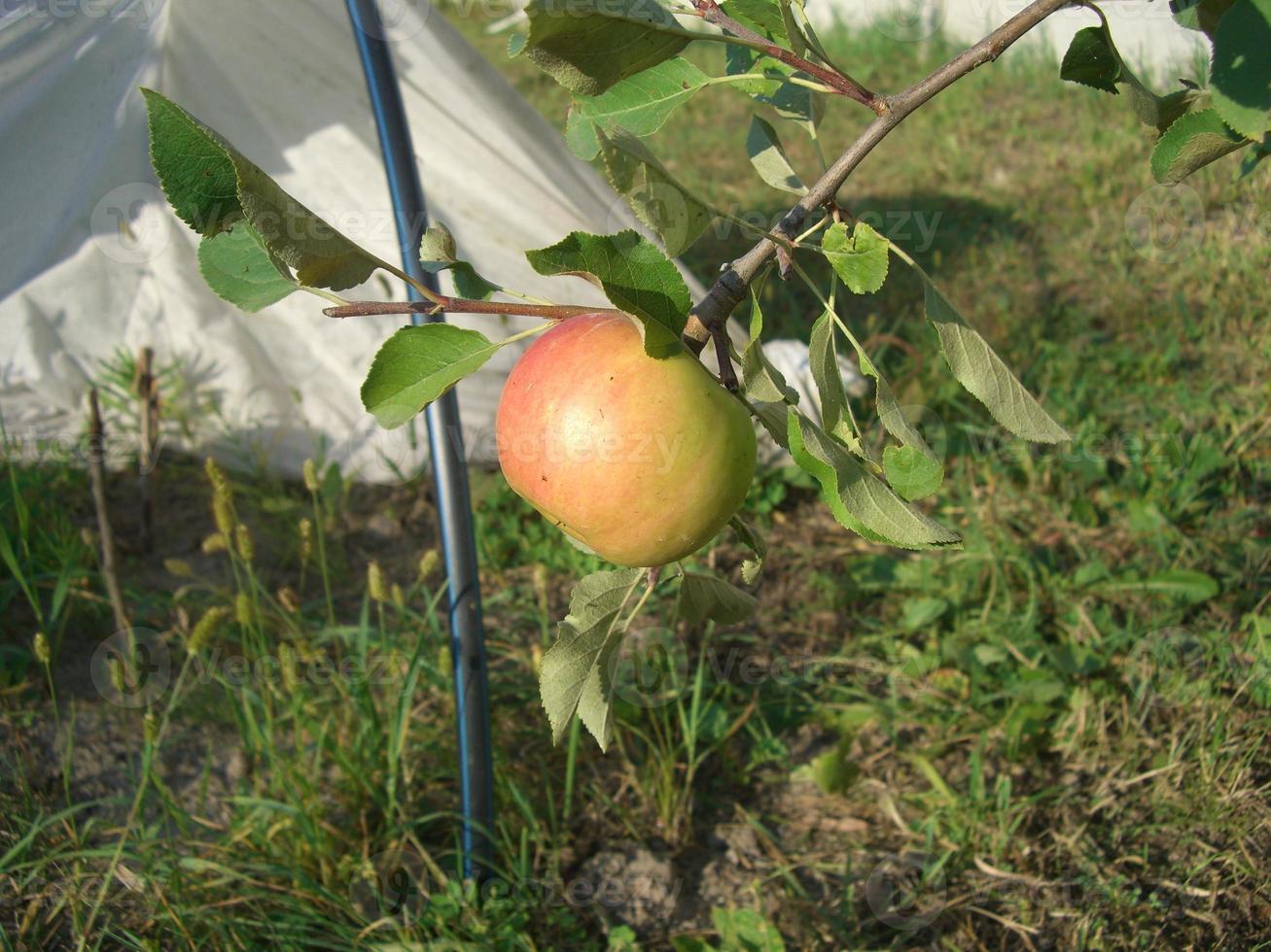 Growing summer harvest in the garden photo