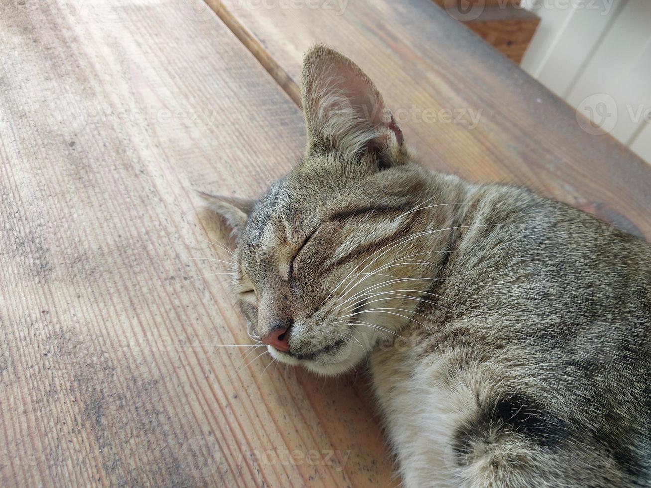 The cat lies peacefully on a hot summer day photo