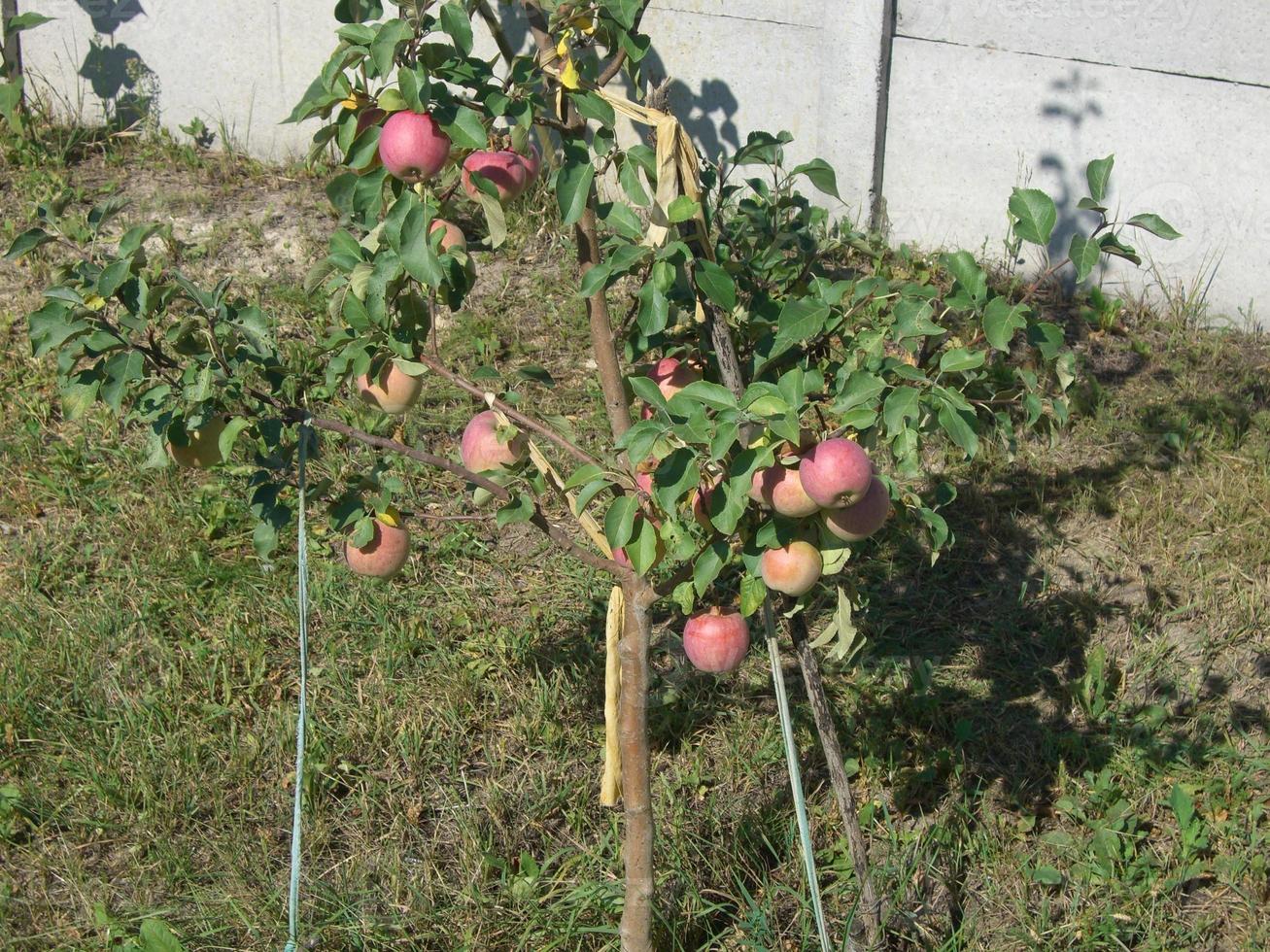 creciente cosecha de verano en el jardín foto