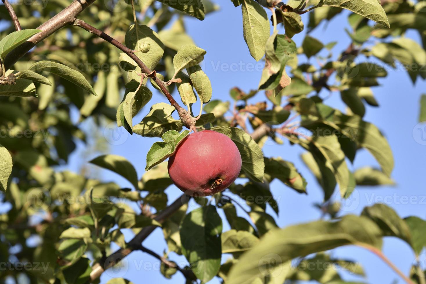 Juicy apples on branches in autumn before harvesting. Delicious apples on an apple tree in the autumn garden. photo