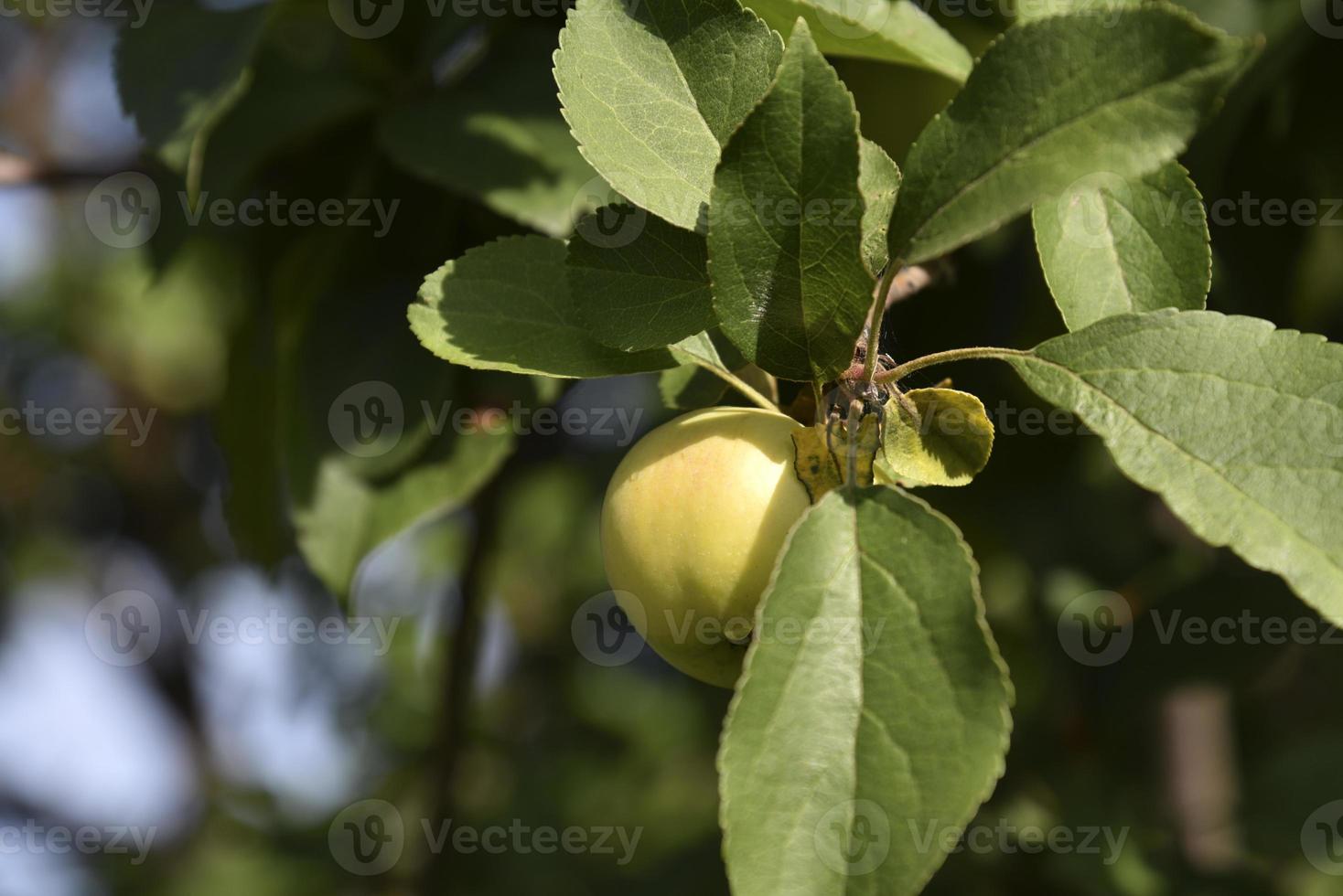 Juicy apples on branches in autumn before harvesting. Delicious apples on an apple tree in the autumn garden. photo