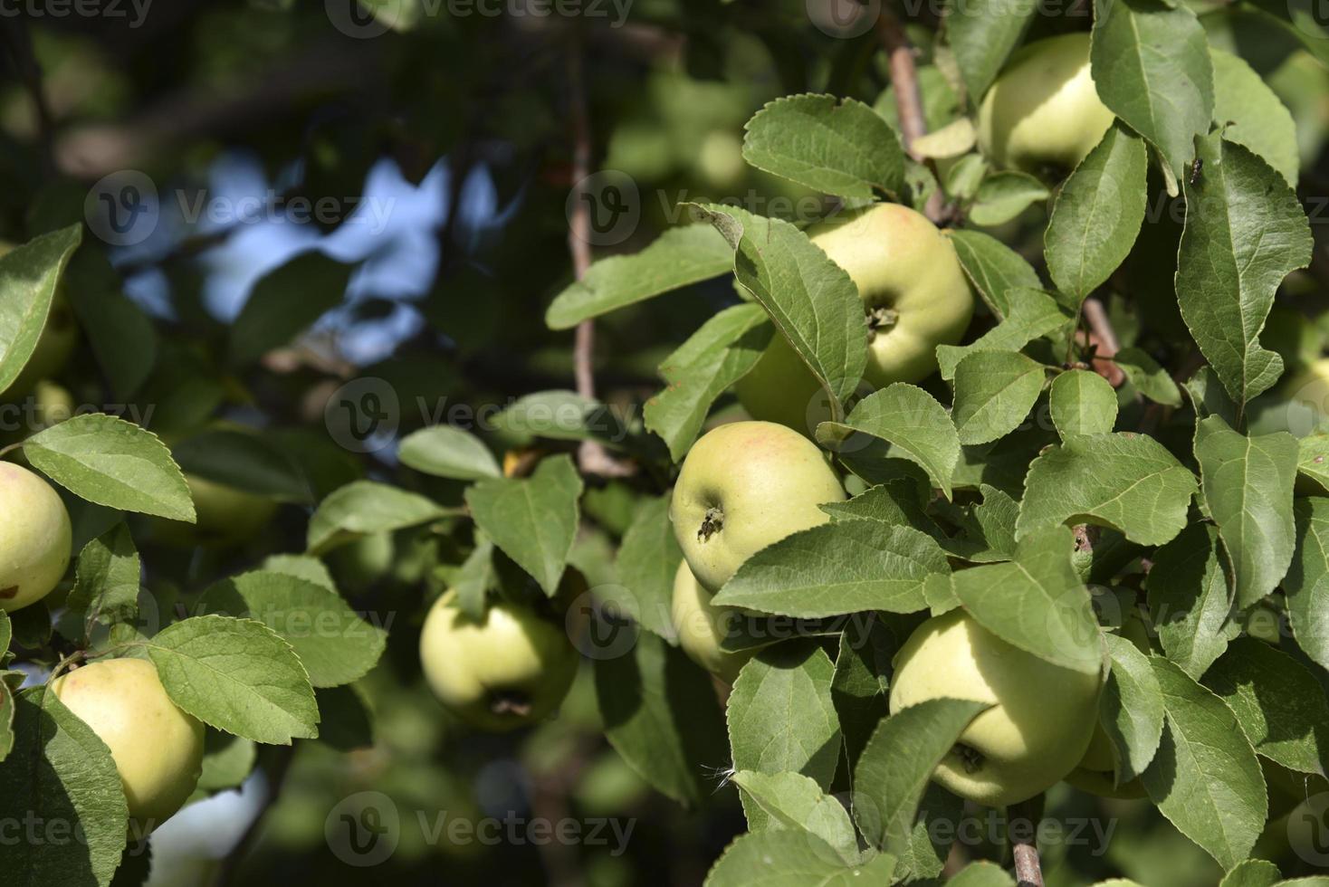 Juicy apples on branches in autumn before harvesting. Delicious apples on an apple tree in the autumn garden. photo