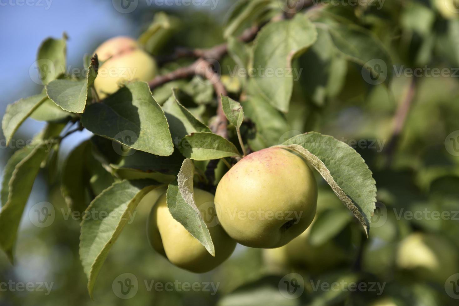 Juicy apples on branches in autumn before harvesting. Delicious apples on an apple tree in the autumn garden. photo