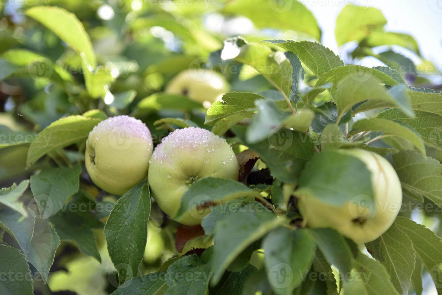 Juicy apples on branches in autumn before harvesting. Delicious apples on an apple tree in the autumn garden. photo