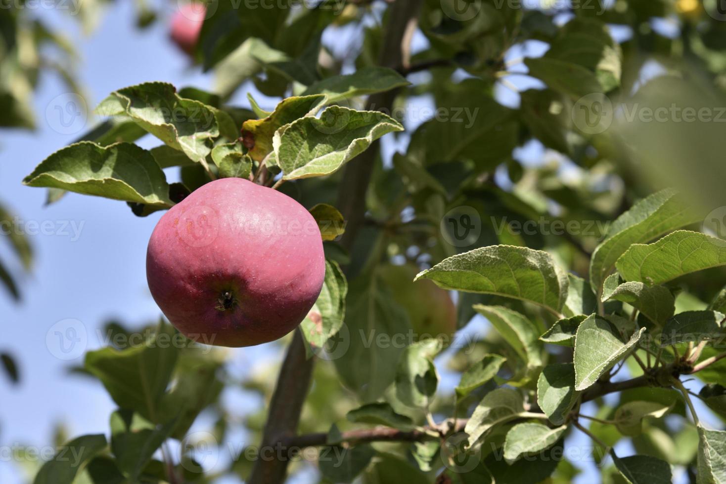 Juicy apples on branches in autumn before harvesting. Delicious apples on an apple tree in the autumn garden. photo