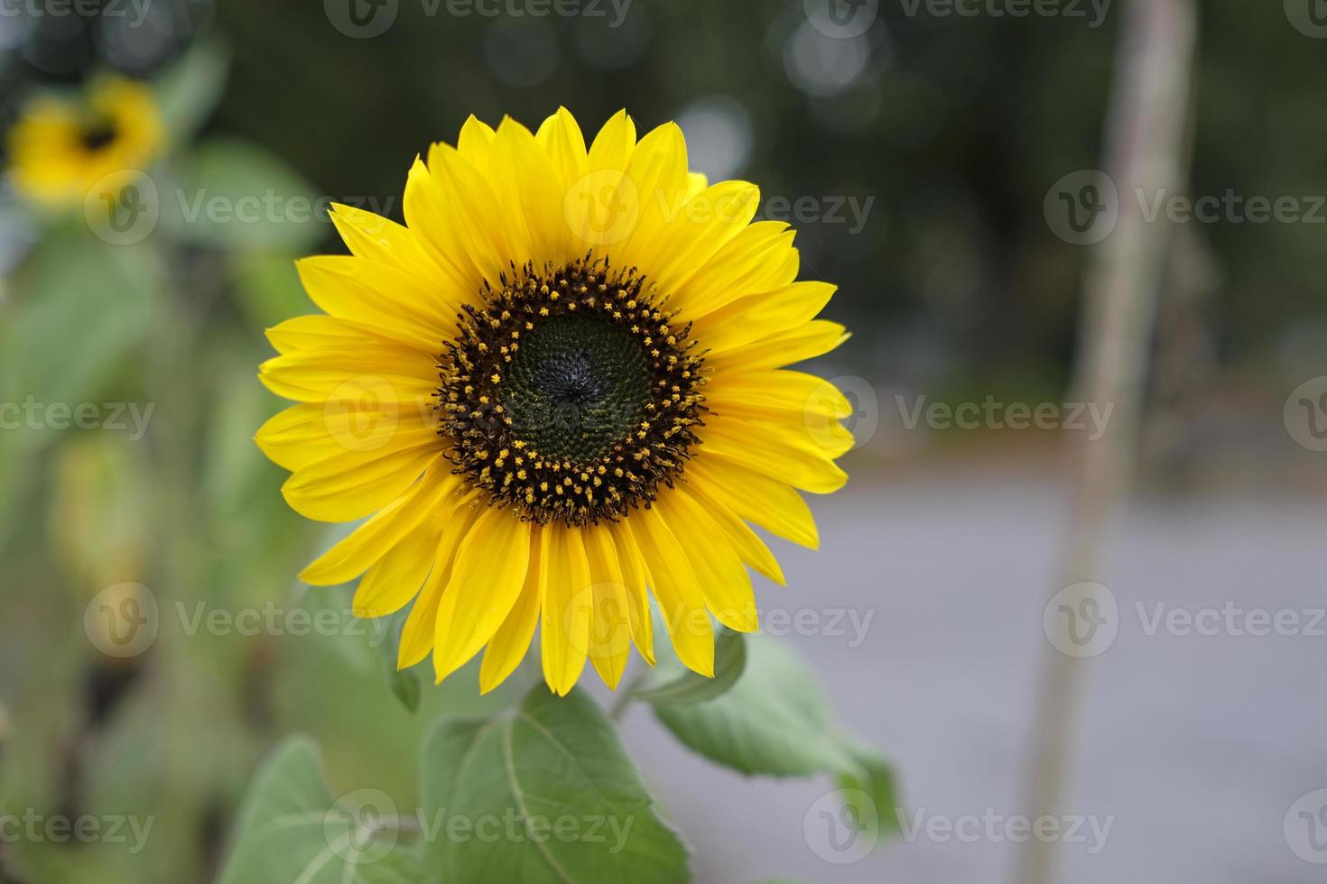 primer plano de un girasol con muchos más en el fondo de un campo foto