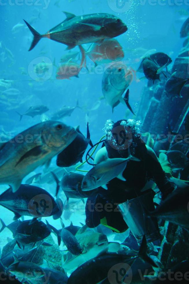 acuario con peces y arrecifes foto