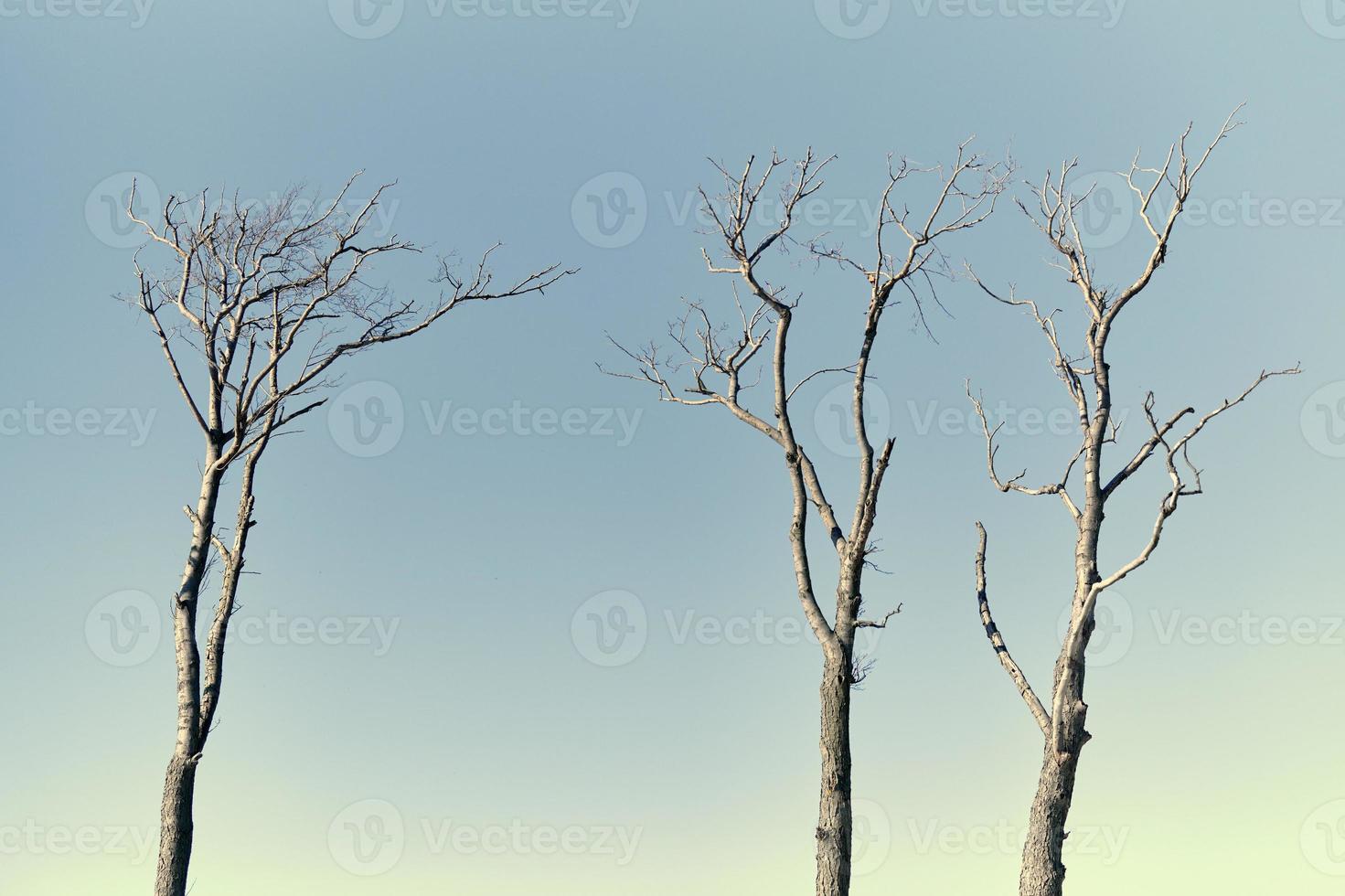hermosas ramas desnudas de árboles muertos contra el fondo del cielo azul brillante, de cerca foto